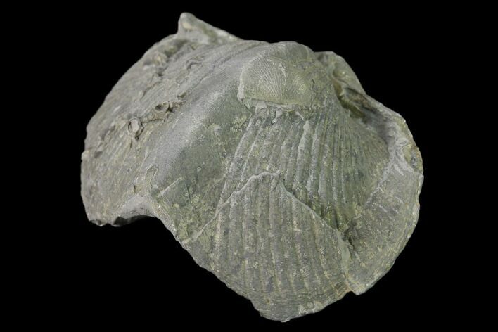 Pyrite Replaced Brachiopod (Paraspirifer) Fossil - Ohio #135575